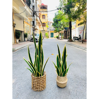 Cây giả- Cây lưỡi hổ giả trang trí 80cm và 1m