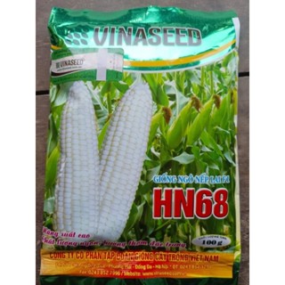   500gram  Hạt Giống Ngô Nếp Lai F1 HN68  bắp to  