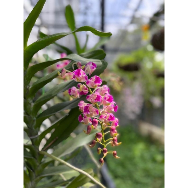 Hoa Lan Koki hoa thơm đang nụ