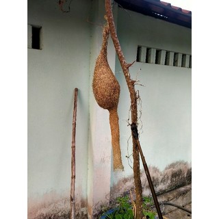 Tổ chim dòng dọc mái phong thủy tài lộc.