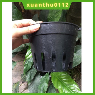 Chậu đen trồng lan đen- Chậu nhựa trồng lan, ươm kie lan nhiều kích thước