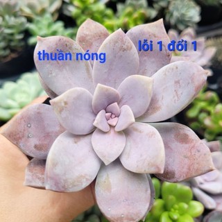 Sen đá hồng dĩa size bầu thuần xứ nóng. dễ chăm sóc. cây cảnh trang trí nhà cửa