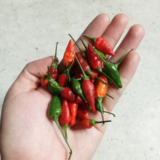 Combo 2 Cây Ớt Xiêm Xanh