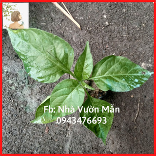 Combo 2 cây ớt xiêm xanh