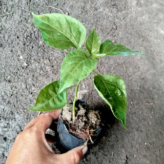 Combo 2 Cây Ớt Xiêm Xanh