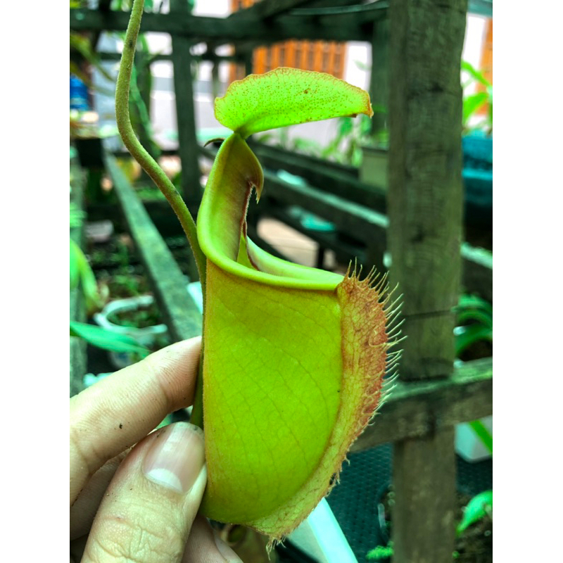 Nắp ấm Vk x Bical