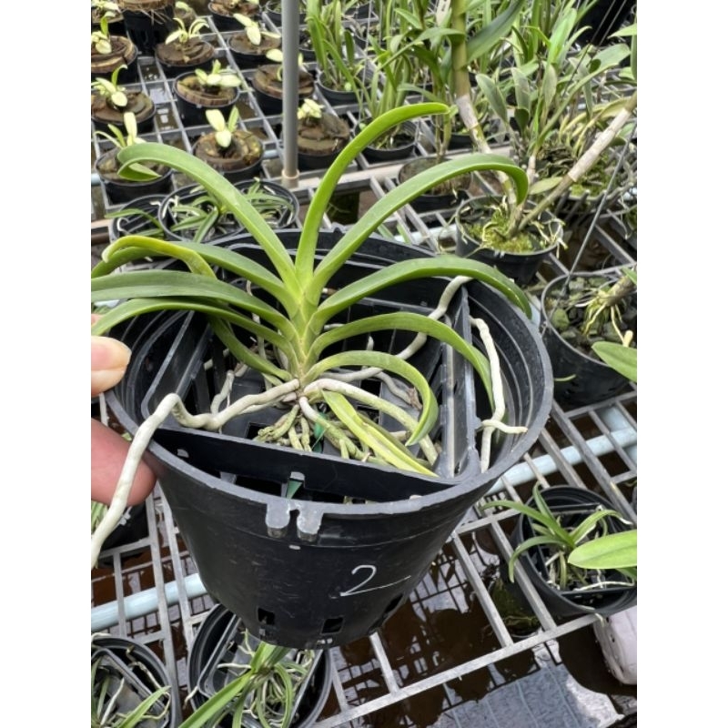 Lan giáng hương Samurai Neo tím hoa thơm