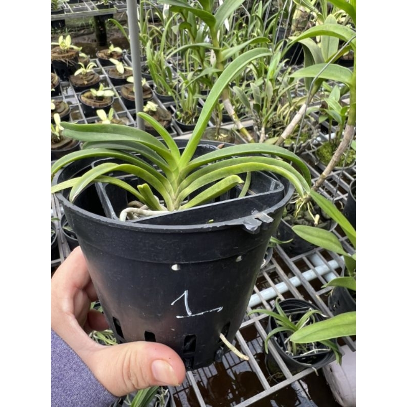 Lan giáng hương Samurai Neo tím hoa thơm