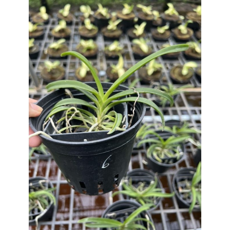 Lan giáng hương Samurai Neo tím hoa thơm