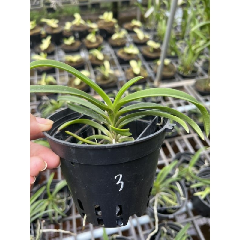 Lan giáng hương Samurai Neo tím hoa thơm