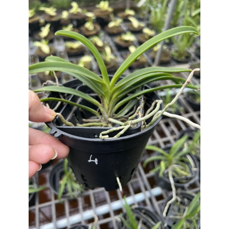 Lan giáng hương Samurai Neo tím hoa thơm