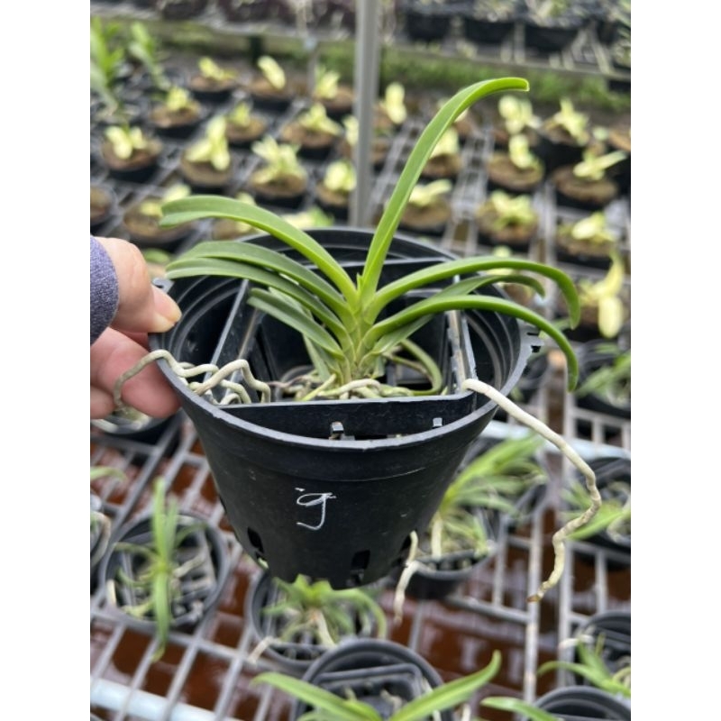 Lan giáng hương Samurai Neo tím hoa thơm