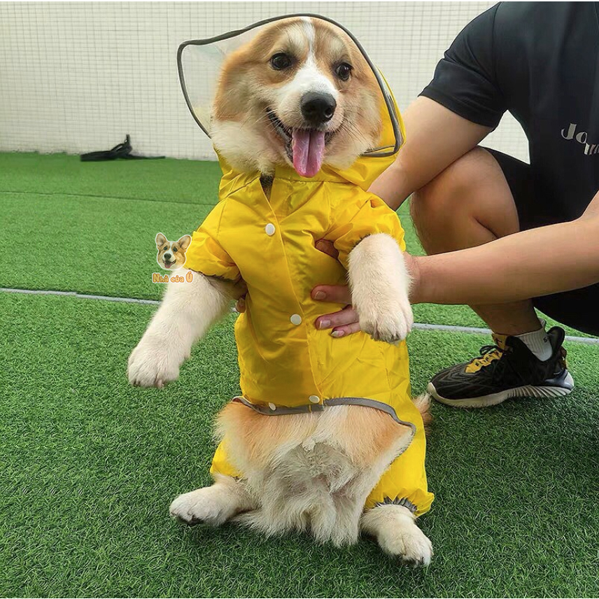 Áo mưa cho Corgi Nhà của Ú - Áo Mưa 2 lớp chống nước cỡ vừa cho chó to, Samoyed, Golden màu vàng
