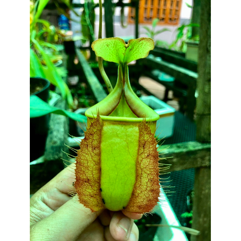 Nắp ấm Vk x Bical