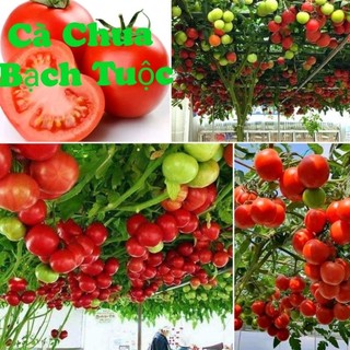 hạt giống cà chua bạch tuộc quả to leo dàn nhập Nga🍄🤗 SIÊU NẢY MẦM🤗🌹 năng suất cao