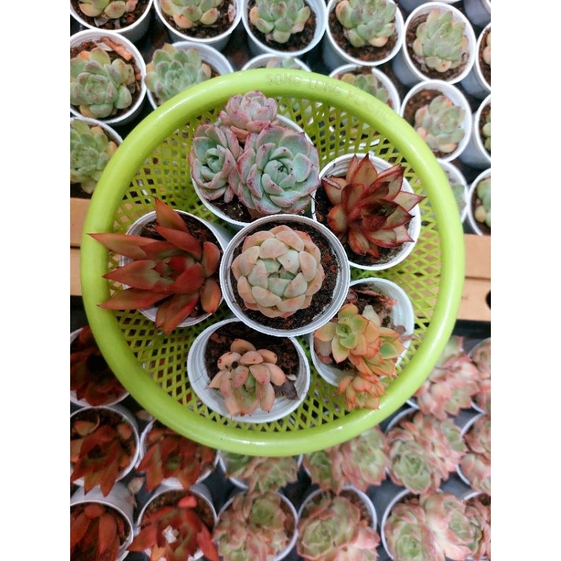 SEN ĐÁ MÀU ĐẸP 5-7CM HÀNG TRUNG - HOA ĐÁ ĐANG LÊN MÀU ĐẸP GIAO NGẪU NHIÊN