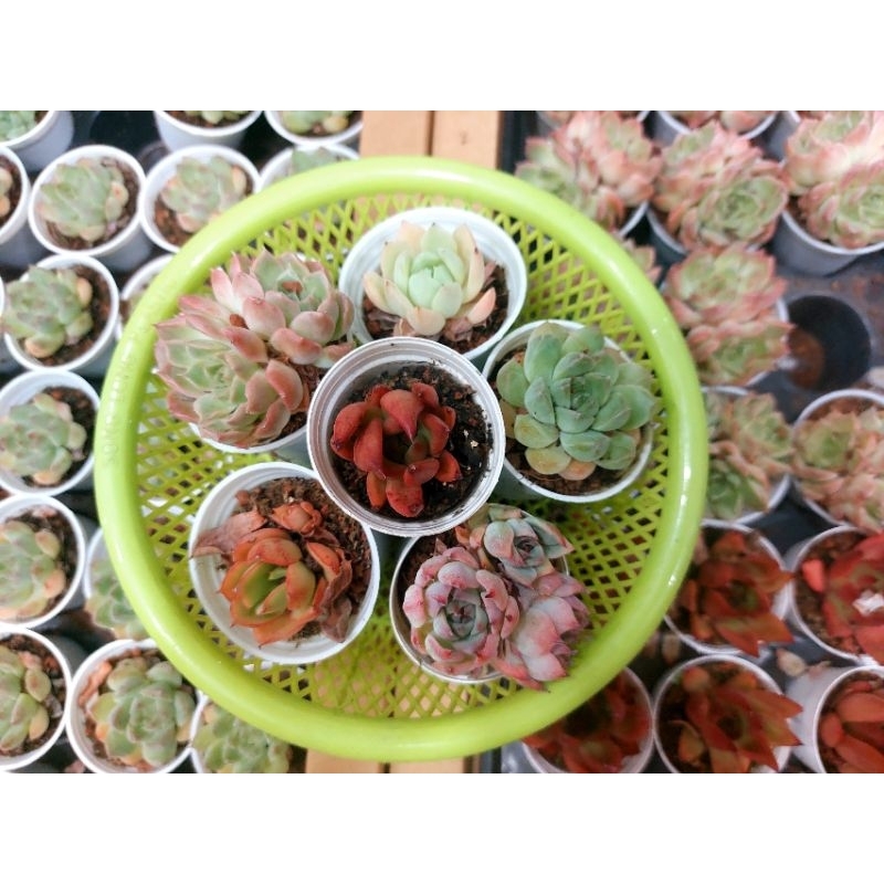 SEN ĐÁ MÀU ĐẸP 5-7CM HÀNG TRUNG - HOA ĐÁ ĐANG LÊN MÀU ĐẸP GIAO NGẪU NHIÊN