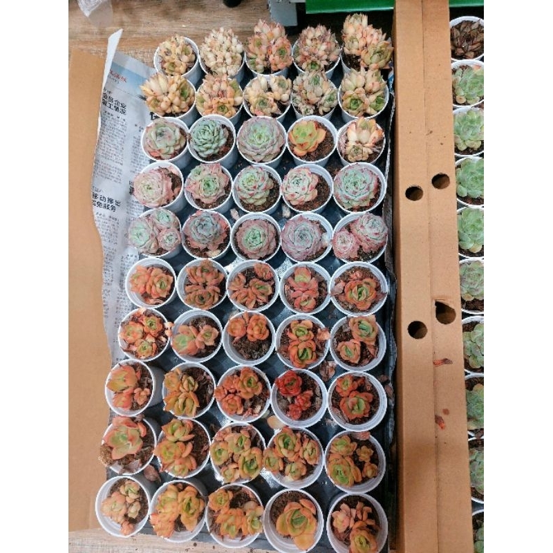 SEN ĐÁ MÀU ĐẸP 5-7CM HÀNG TRUNG - HOA ĐÁ ĐANG LÊN MÀU ĐẸP GIAO NGẪU NHIÊN