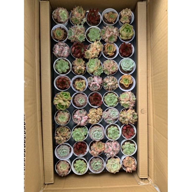 SEN ĐÁ MÀU ĐẸP 5-7CM HÀNG TRUNG - HOA ĐÁ ĐANG LÊN MÀU ĐẸP GIAO NGẪU NHIÊN