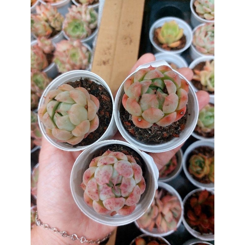 SEN ĐÁ MÀU ĐẸP 5-7CM HÀNG TRUNG - HOA ĐÁ ĐANG LÊN MÀU ĐẸP GIAO NGẪU NHIÊN