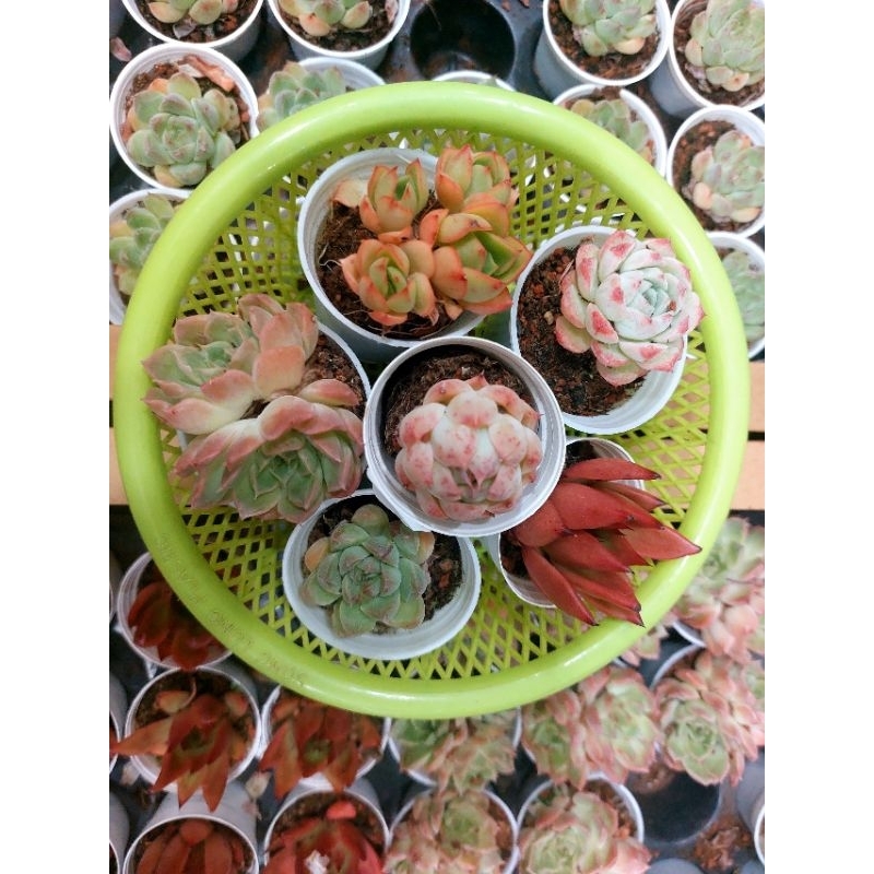 SEN ĐÁ MÀU ĐẸP 5-7CM HÀNG TRUNG - HOA ĐÁ ĐANG LÊN MÀU ĐẸP GIAO NGẪU NHIÊN