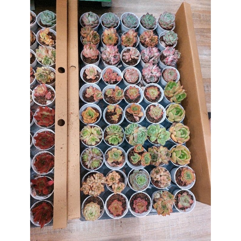 SEN ĐÁ MÀU ĐẸP 5-7CM HÀNG TRUNG - HOA ĐÁ ĐANG LÊN MÀU ĐẸP GIAO NGẪU NHIÊN