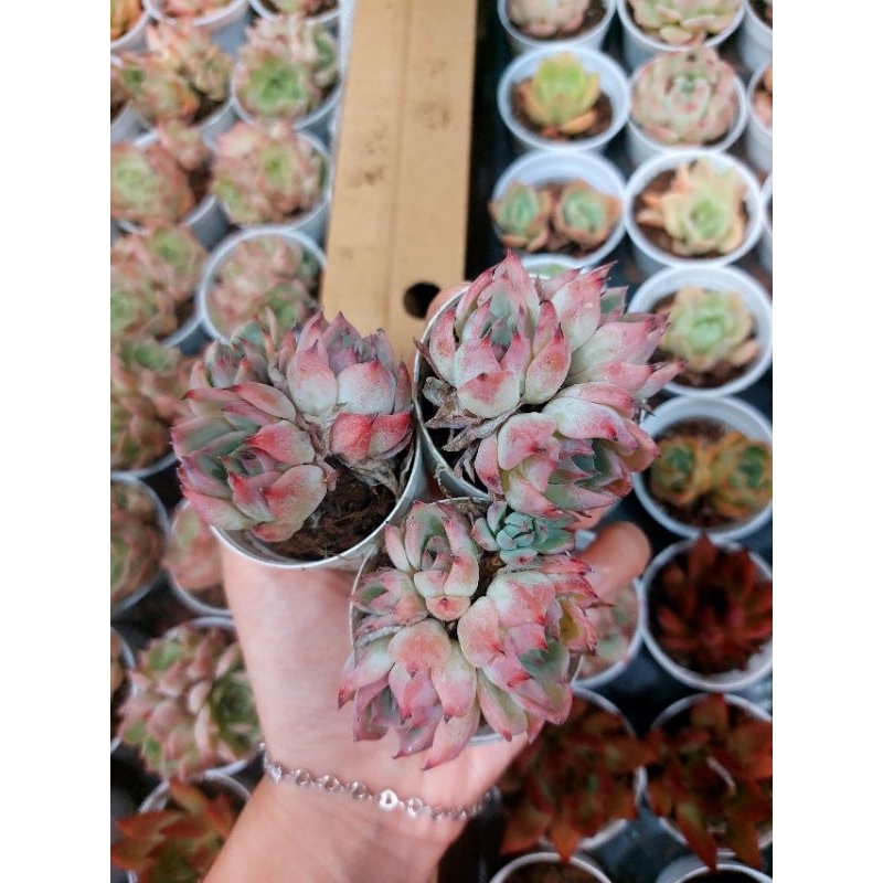 SEN ĐÁ MÀU ĐẸP 5-7CM HÀNG TRUNG - HOA ĐÁ ĐANG LÊN MÀU ĐẸP GIAO NGẪU NHIÊN