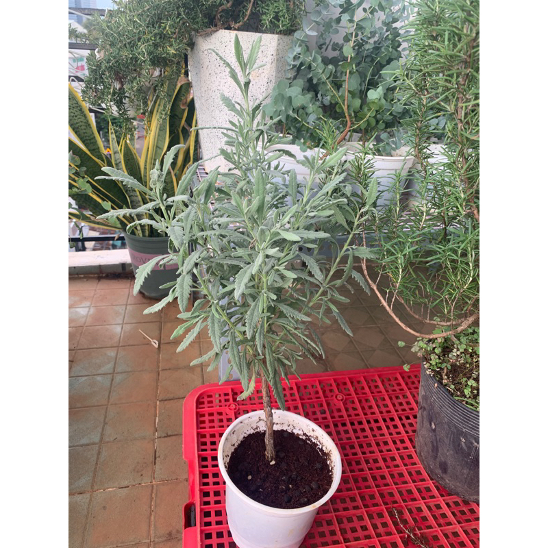 Cây Lavender Goodwin JUN GARDEN dáng tree bonsai