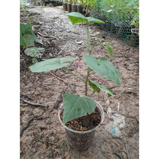 Cây giống Chìa vôi (cây dược liệu quý)