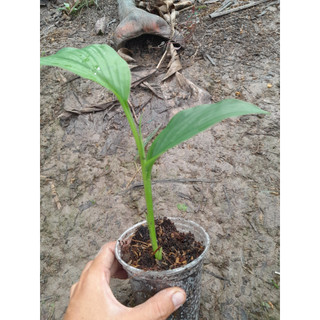 Cây giống Ngãi chống độc (Ngãi trắng)