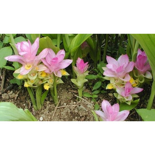 Cây giống Ngãi chống độc (Ngãi trắng)