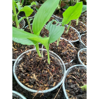 Cây giống Ngãi chống độc (Ngãi trắng)