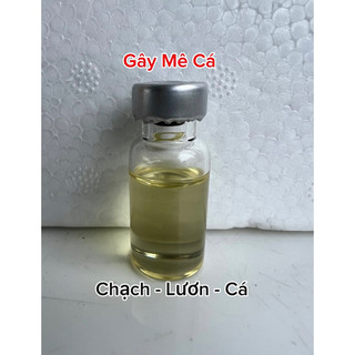 Gây mê cá chạch, lươn, tất cả các loại cá
