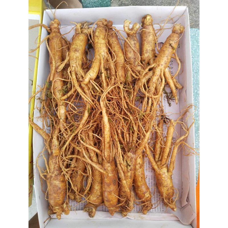 NHÂN SÂM HẦM GÀ 18-35 CỦ 1KG