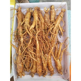 NHÂN SÂM HẦM GÀ 18-35 CỦ 1KG
