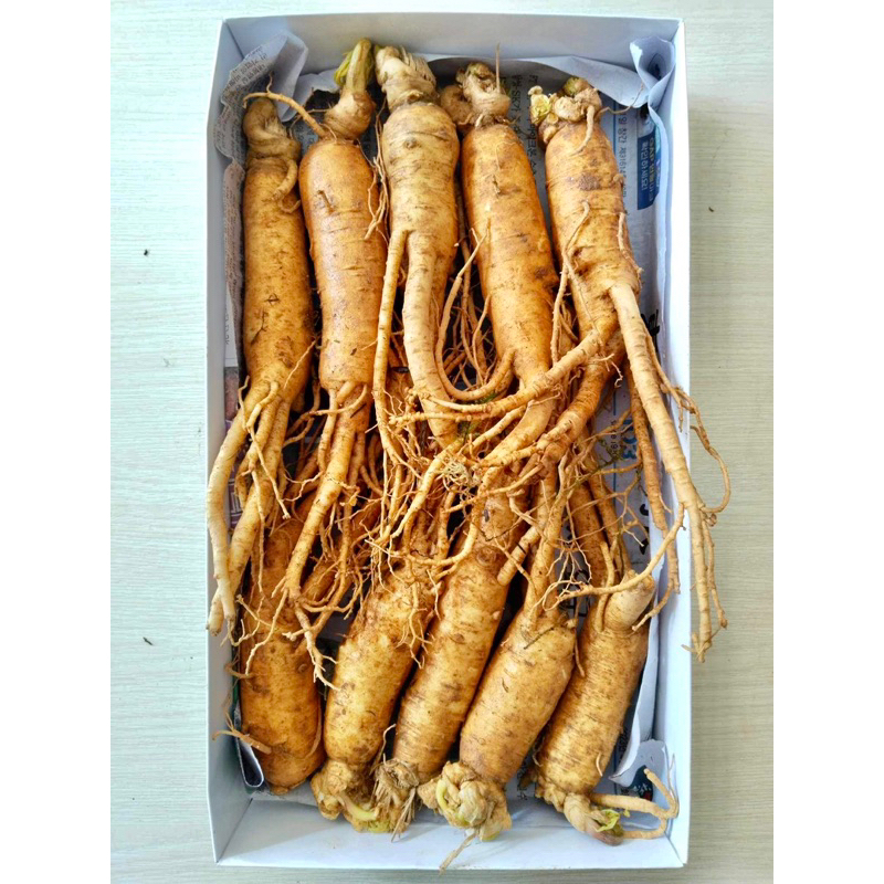 NHÂN SÂM TƯƠI HÀN QUỐC 15 CỦ/KG