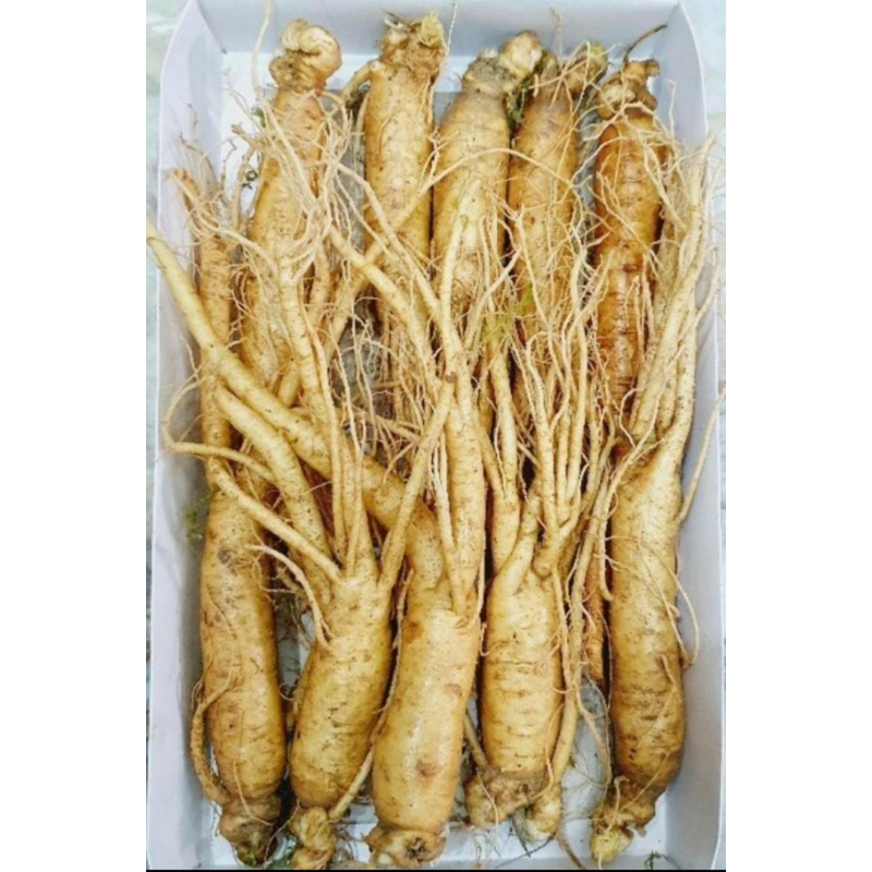 NHÂN SÂM TƯƠI HÀN QUỐC 15 CỦ/KG