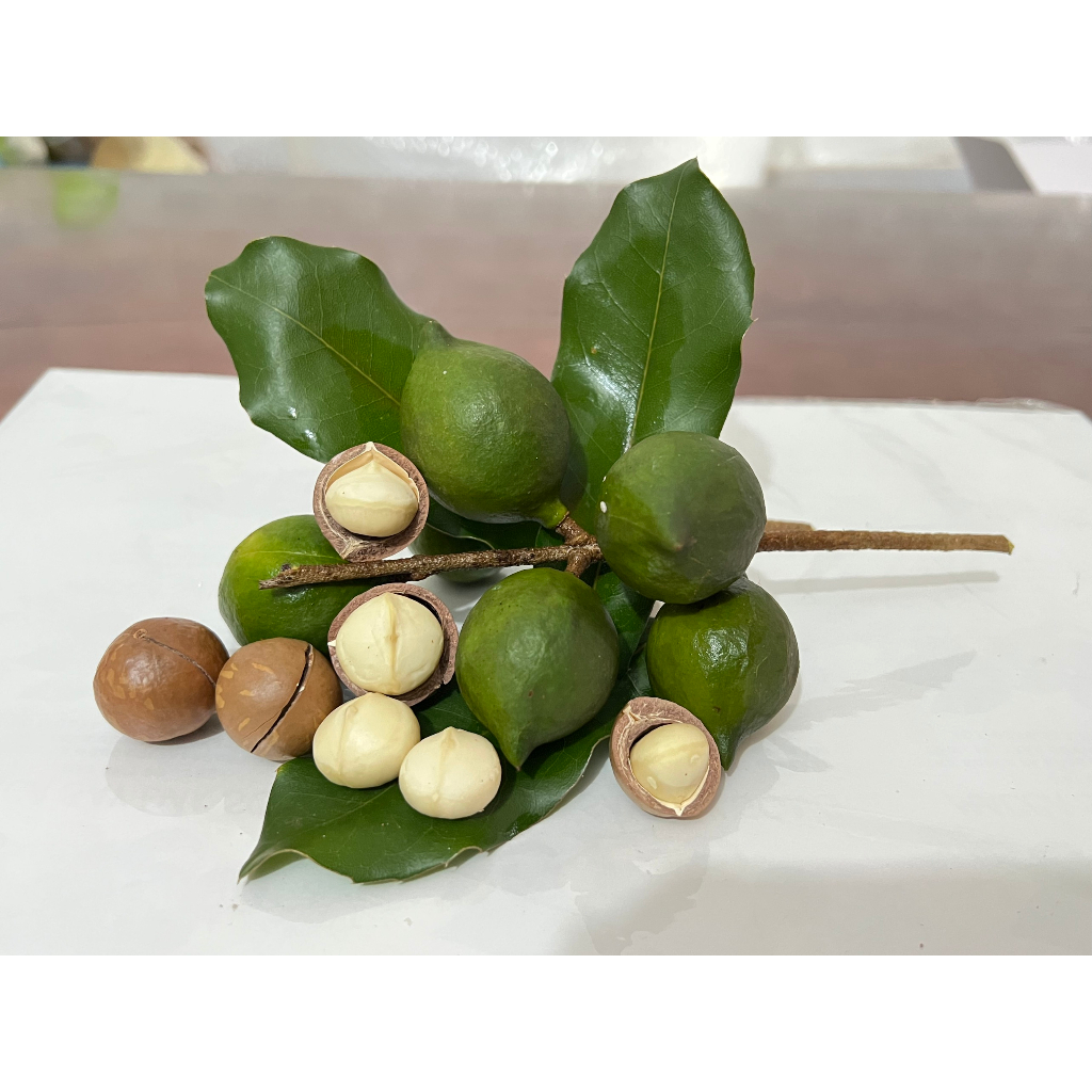 500G HẠT MACCA DINH DƯỠNG 100% TỰ NHIÊN, TRỒNG VÀ CHẾ BIẾN TẠI ĐĂK NÔNG – TÂY NGUYÊN