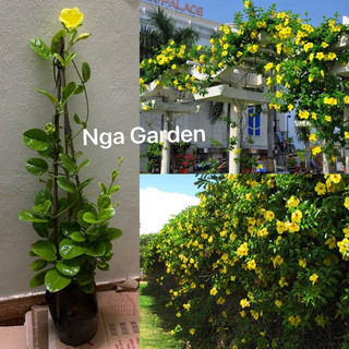 Cây hoa huỳnh anh leo giàn cây huỳnh đệ cao 70-80 cm
