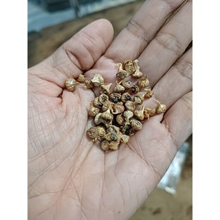Hạt conophytum maughanii