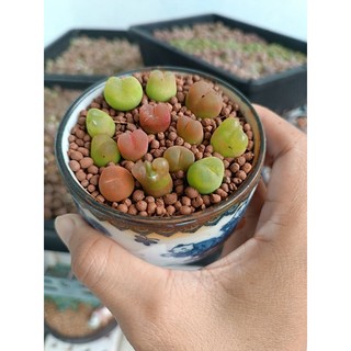 Hạt conophytum maughanii