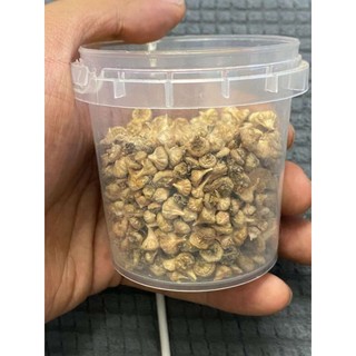Hạt conophytum maughanii
