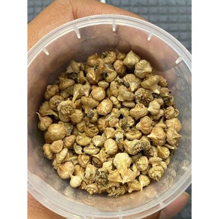 Hạt conophytum maughanii