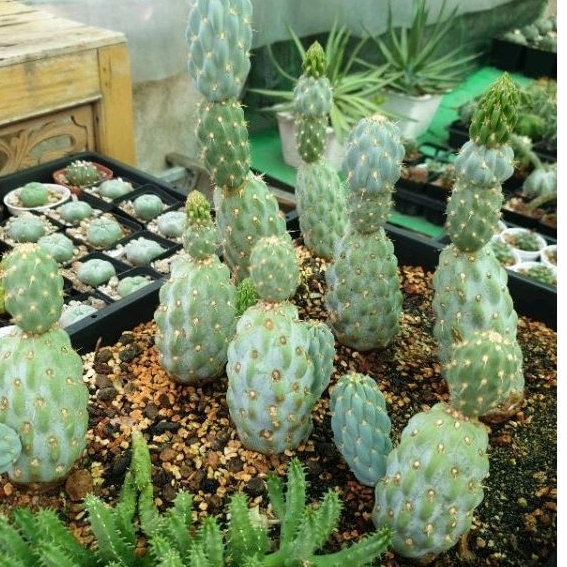Xương rồng Opuntia Miquelii