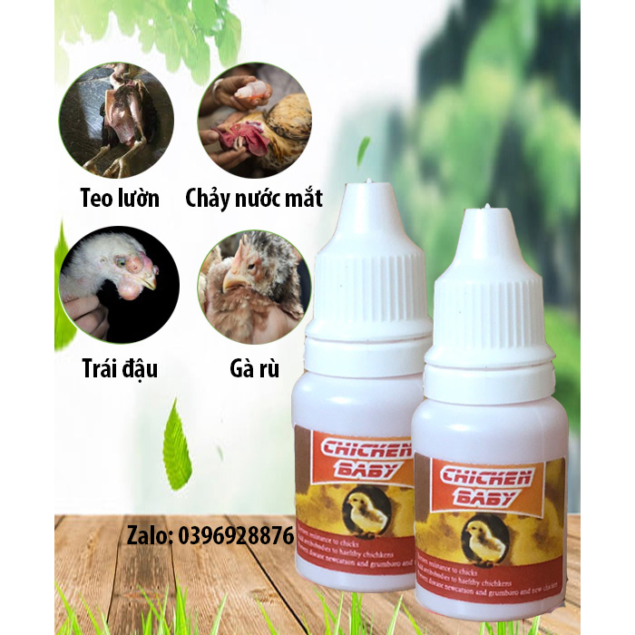 CHICKEN BABY, ÚM GÀ CON SIÊU VIỆT