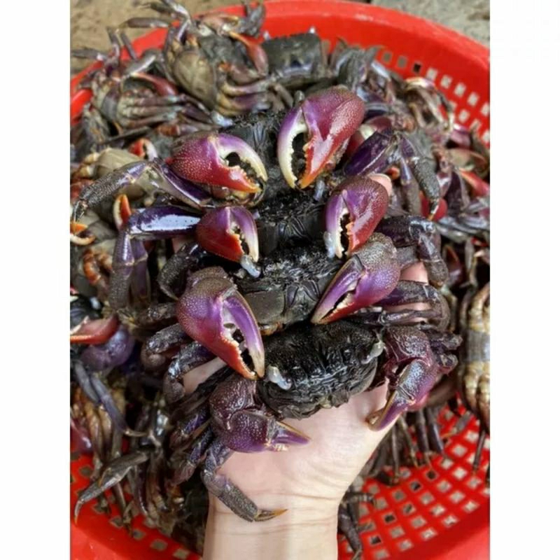 1kg Ba khía Cà Mau size lớn 12-15c bao thịt-Hàng chuẩn tại vựa ba Khía Cà Mau