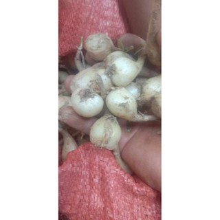 Củ kiệu giống 1kg