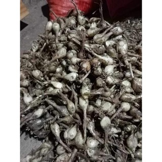 1kg củ kiệu làm dưa hoặc làm giống