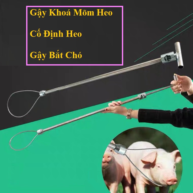 Gậy Bắt Heo, Gậy Khoá Mõm Heo, Gậy Khớp Mõm Heo, Gậy Bắt Chó Bằng Inox