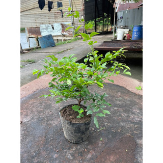 Nho Thân Gỗ Tứ Quý Lá Lớn chiều cao 40-60CM
